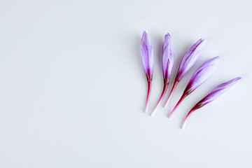 Five saffron crocus buds on a white background. A place to write text.