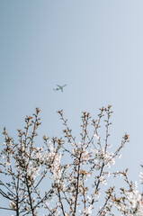 A plane flies over flowering cherry trees in spring. Travel romantic. Dream visualization