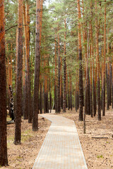 paved walking path in the forest