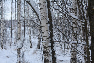 trees in the snow