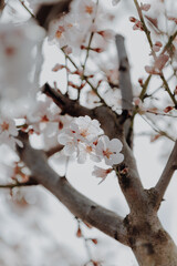 Almond tree in bloom in spring.