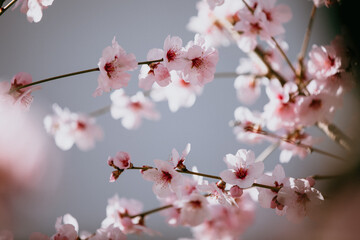 Almond blossom background.