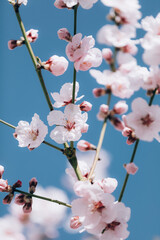 Almond tree blooming in springtime with tiny white and pink flowers on blue sky background.