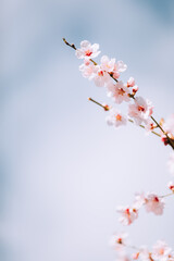 Almond blossom in April.