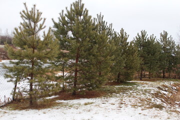 Pine trees