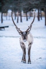 Reindeer portrait with large antlers at Christmas in Lapland, Finland, Arctic Circle, Europe