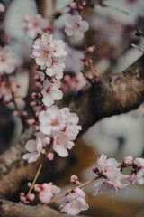Almond tree in bloom.