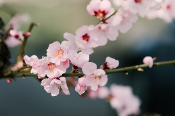 Fototapeta na wymiar Almond blossom in spring.