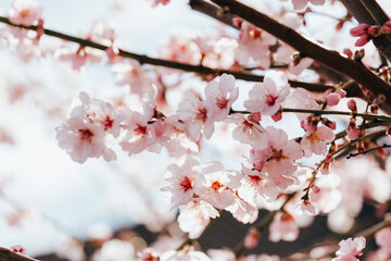 Almond tree blooming in springtime with tiny white and pink flowers.