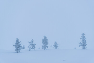 Bleak, remote, minimalist winter wonderland snow covered Christmas landscape with icy trees in...