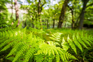 Ferns in a woods at Derwent Water, Lake District, Cumbria, England, UK, Europe