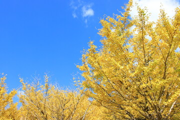 Fototapeta premium 青空と紅葉