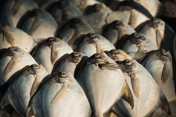 Fototapeta premium Fish for sale at a food market in Fort Kochi (Cochin), Kerala, India