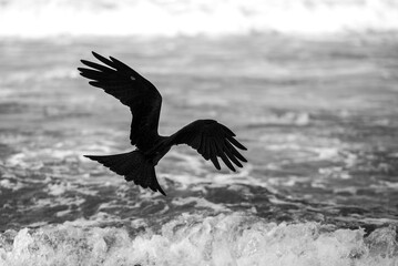 Lesser Fish Eagle (Haliaeetus Humilis), Kappil Beach, Varkala, Kerala, India