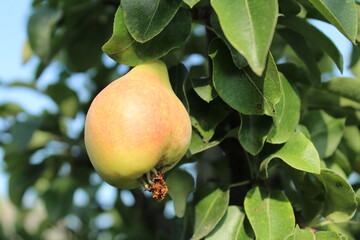 a green pear with a red side hanging on a tree with haebal leaves. Harvesting fruit grows in the summer as the pear fruit grows. Eco Farming