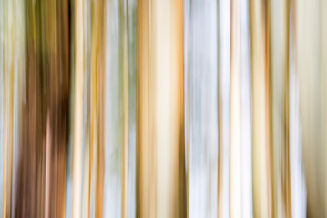 Obraz premium Forest abstract in Munnar, Western Ghats Mountains, Kerala, India