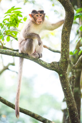 Monkey, Munnar, Western Ghats Mountains, Kerala, India
