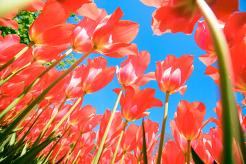 Blue sky and tulips in the garden
