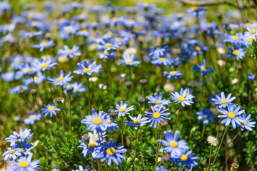 Blue felicia flowering daisy plants blooming in summer meadow