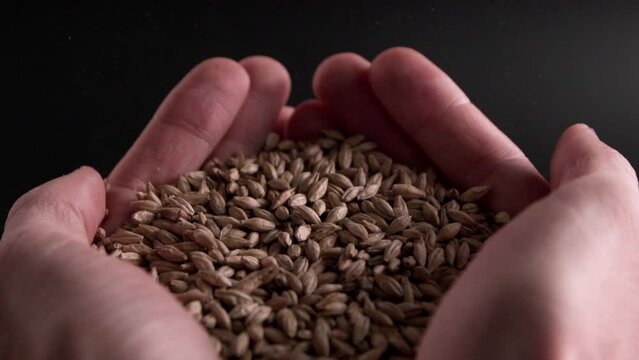 Malt Grains Pouring Into Hands