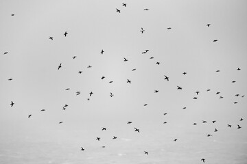 Elegug Stacks, occupied by a colony of Guillemots, Pembrokeshire Coast National Park, Wales, United Kingdom