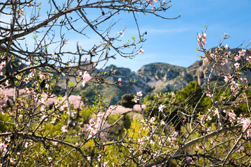 Landscape of Sierra Aitana with Almond trees in bloom