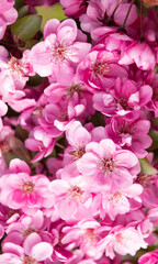 pink flowers backdrop of blooming sakura tree in spring