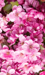 Fototapeta na wymiar pink flowers backdrop of blooming sakura tree in spring