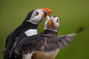 Puffins at the Wick, Skomer Island, Pembrokeshire Coast National Park, Wales, United Kingdom
