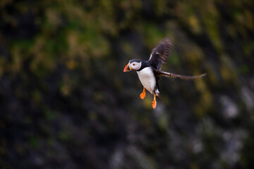 Puffin at the Wick, Skomer Island, Pembrokeshire Coast National Park, Wales, United Kingdom