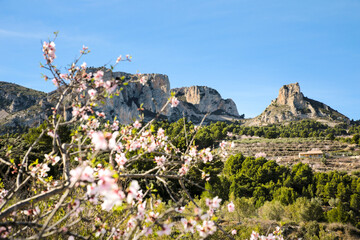 Landscape of Sierra Aitana with Almond trees in bloom