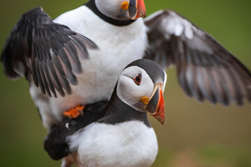 Puffins at the Wick, Skomer Island, Pembrokeshire Coast National Park, Wales, United Kingdom