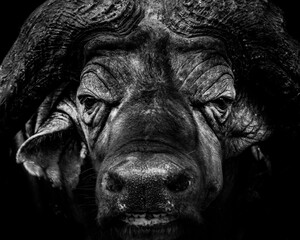 African Buffalo (Syncerus caffer aka Cape Buffalo) in Aberdare National Park, Kenya