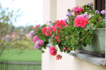 Fototapeta na wymiar Bunte Blumen blühen auf Fensterbänken in ländlicher Umgebung