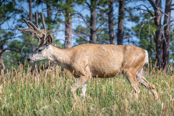 Portrait of a white tail deer in the wild