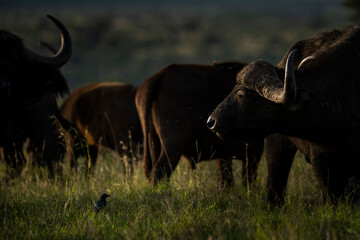 Obraz premium African Buffalo (Syncerus caffer aka Cape Buffalo) at El Karama Ranch, Laikipia County, Kenya