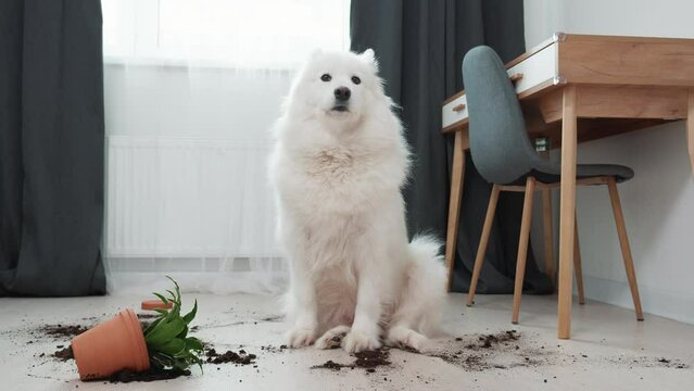 Guilty dog on the floor next to an overturned flower