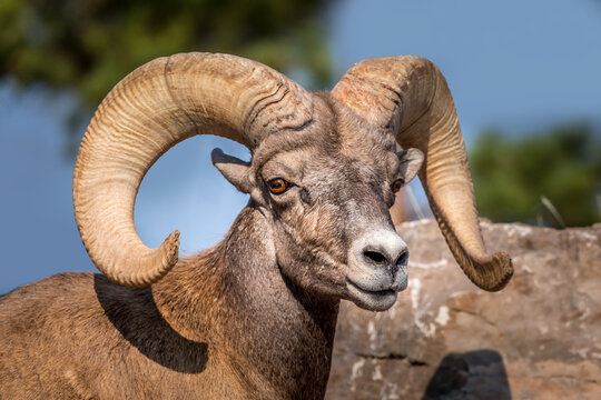 Portrait of a big horned mountain ram