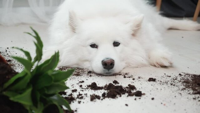 Guilty dog on the floor next to an overturned flower