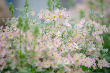 flowers in the meadow