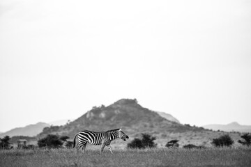 Fototapeta premium Zebra (Equus quagga) at El Karama Ranch, Laikipia County, Kenya