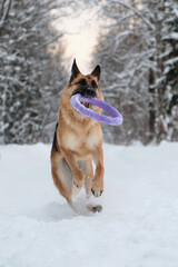 Active and energetic walk with dog in winter park. Outdoor games. Red and black German Shepherd is running fast along snowy forest road with blue round toy in teeth.