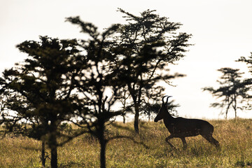 Hartebeest (Alcelaphus buselaphus aka Kongoni) at El Karama Ranch, Laikipia County, Kenya