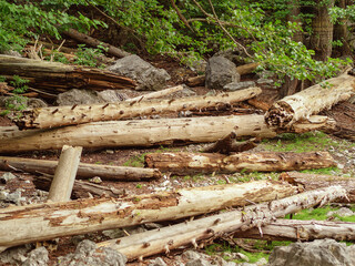 Many trunks of fallen trees with broken branches lie in a clearing in the forest