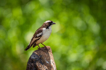 White-browed Sparrow Weaver (Plocepasser mahali) at El Karama Ranch, Laikipia County, Kenya