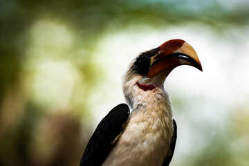 Red-billed Hornbill (Tokus) at El Karama Ranch, Laikipia County, Kenya