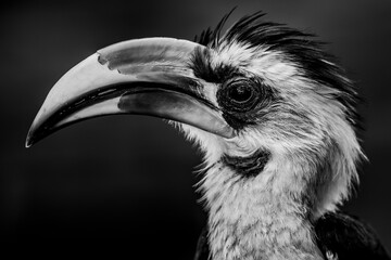 Red-billed Hornbill (Tokus) at El Karama Ranch, Laikipia County, Kenya