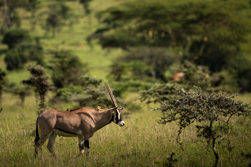 East African Oryx (Oryx beisa) at El Karama Ranch, Laikipia County, Kenya