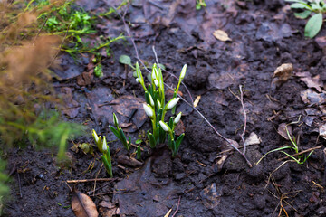 Sprouted snowdrops in damp ground