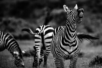 Fototapeta premium Zebra (Equus quagga) at El Karama Ranch, Laikipia County, Kenya
